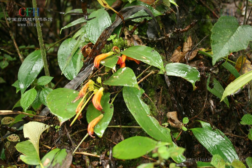 束花芒毛苣苔 (植物)