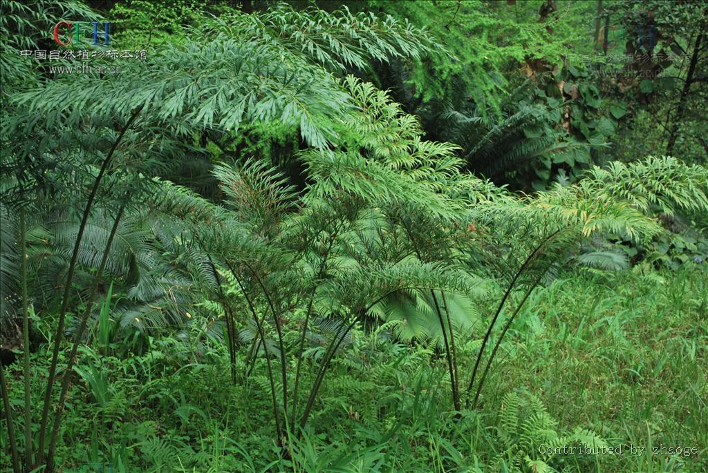 cr极危瓦勒迈杉wollemia nobilis cr极危 苏铁目cycadales 印度苏铁