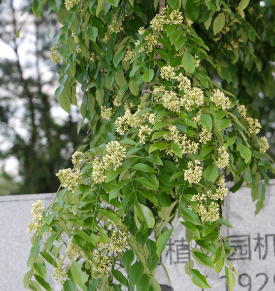 降香(植物)