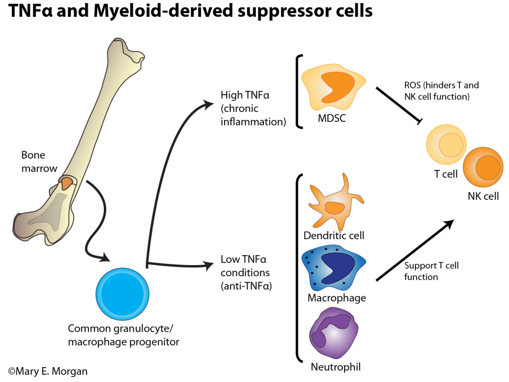 骨髓来源的抑制性细胞(myeloid-derivedsuppressorcells,mdscs)是骨髓