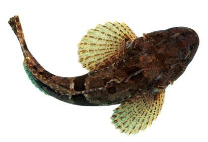 四腮鲈鱼(动物)