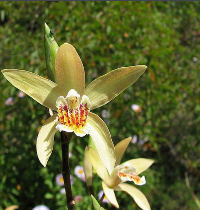 黄花白及 (植物)