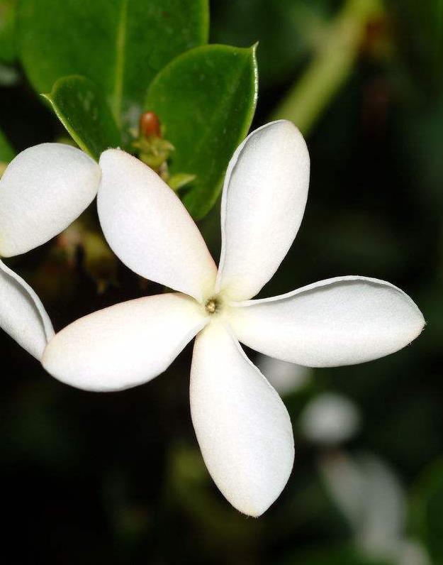 大花假虎刺(植物)